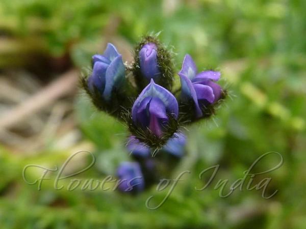 Oxytropis pusilla - Tiny Locoweed